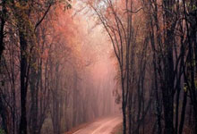 欧陆娱乐官方网站：麦卡蒂：恩瓦内里双足的终结能力都很出色，他是世界级的球员.